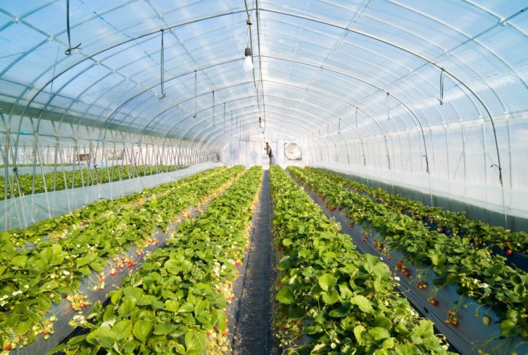 Strawberry_greenhouse-e1434102631281.jpg Strawberry_greenhouse-e1434102631281.jpg